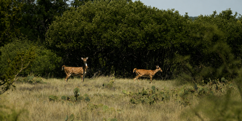 two axis deer in wildlife