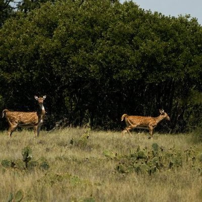two-axis-deer-wildlife-hideout-ranch-sonora-tx